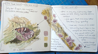 Nature journal spread, jelly ear fungi