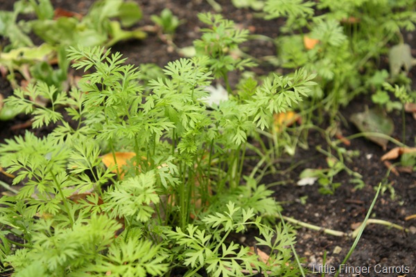 Little Finger Carrots