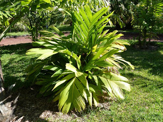 Areca vestiaria - Aréquier orange