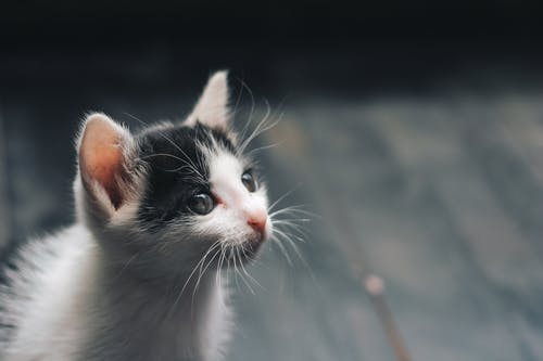 cute  baby cat wallpaper