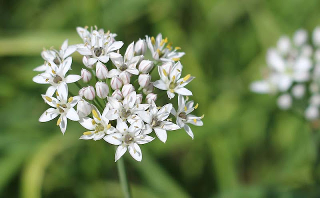 Garlic Chives Flowers Pictures