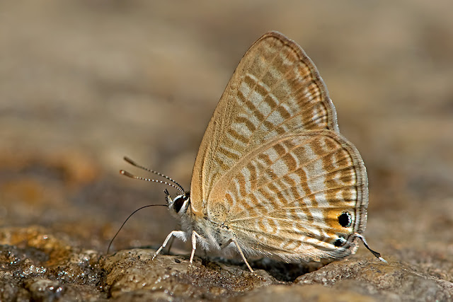Lampides boeticus the Peablue butterfly