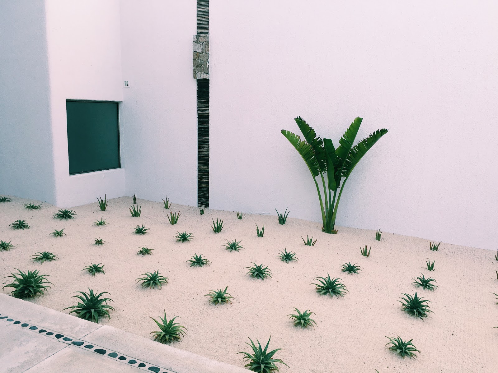 Green plants at Marquis Los Cabos