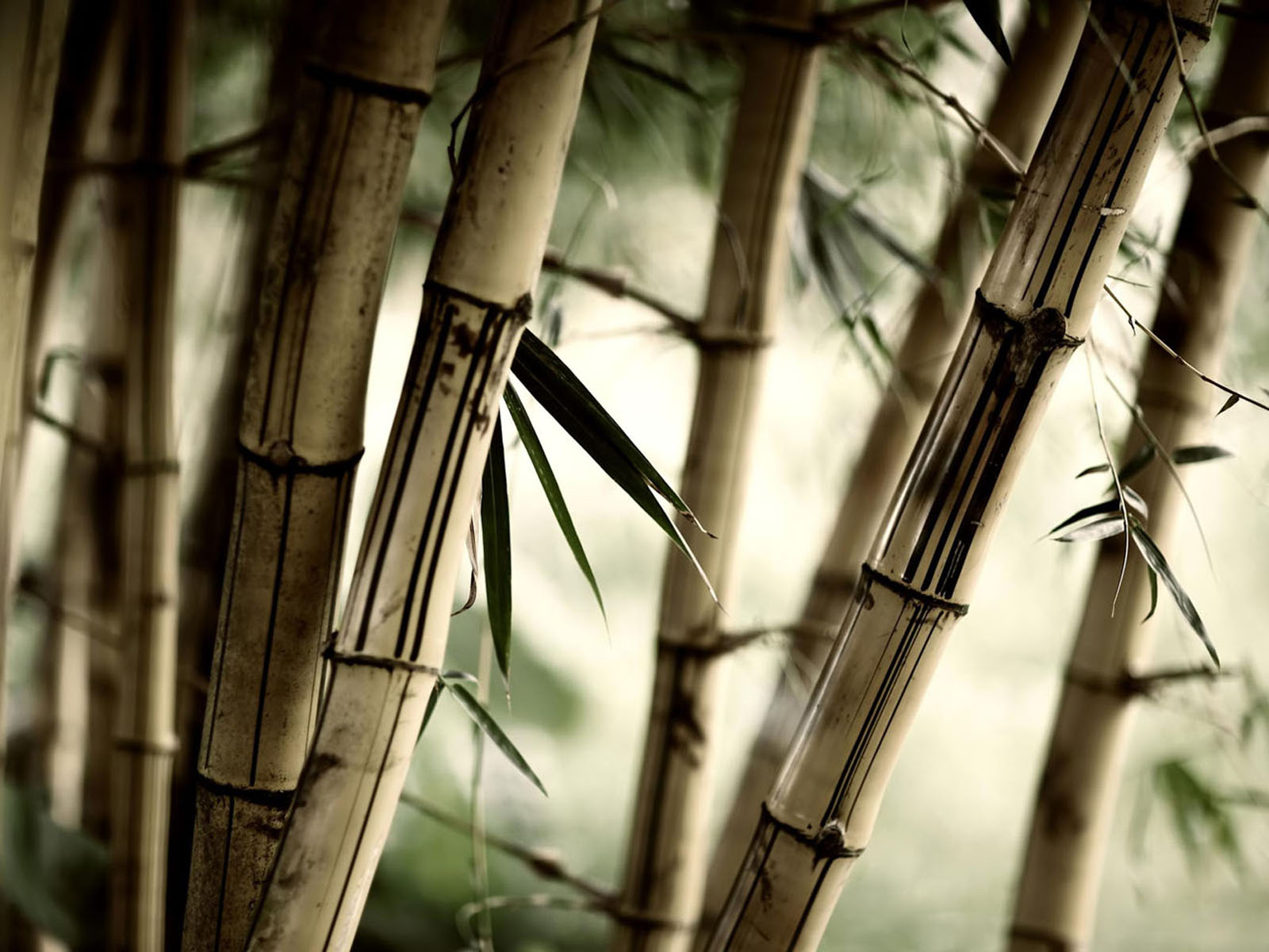 hutan bambu lengkap wallpaper bambu baru gambar hutan bambu terbaik