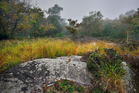 Plateau de Belle-Croix, forêt de Fontainebleau