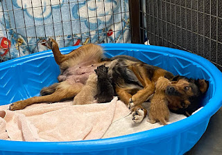 Perra rescatada adopta tres gatitos huérfanos después de perder su propia camada de cachorros