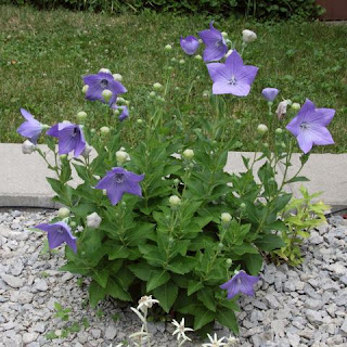 campanilla china o platycodon