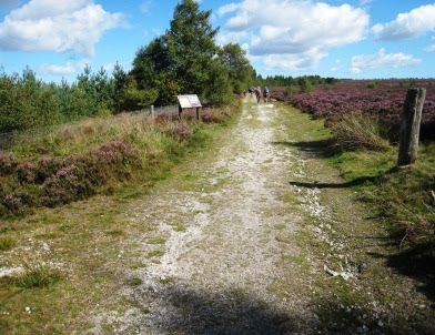 Track on Reivaulx Moor