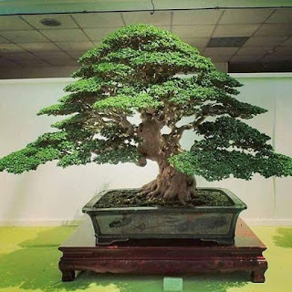 cara membuat bonsai serut yang baik