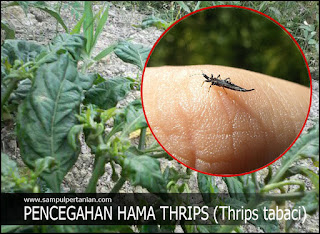 Pengendalian Dan Pencegahan Hama Thrips (Thrips Tabaci) Pada Tanaman Cabe