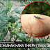 Pengendalian Dan Pencegahan Hama Thrips (Thrips Tabaci) Pada Tanaman Cabe