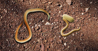 Nematoda.img