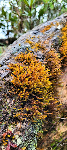 mossy, Mount Kinabalu, Gunung Kinabalu, hiking, Akinabalu