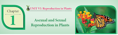 CLASS 12 BIOLOGY BOTANY - CHAPTER 1 ASEXUAL AND SEXUAL REPRODUCTION IN PLANTS - 1 MARK QUESTIONS - ONLINE TEST