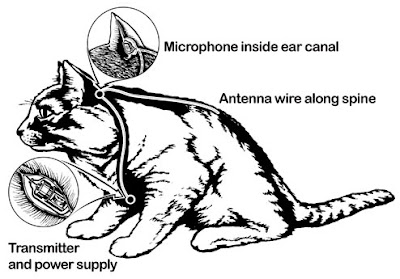 Acoustic Kitty