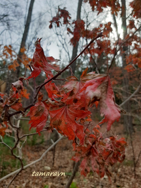 Клён ложнозибольдов (Acer pseudosieboldianum)