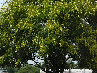 mid July Japanese lantern tree