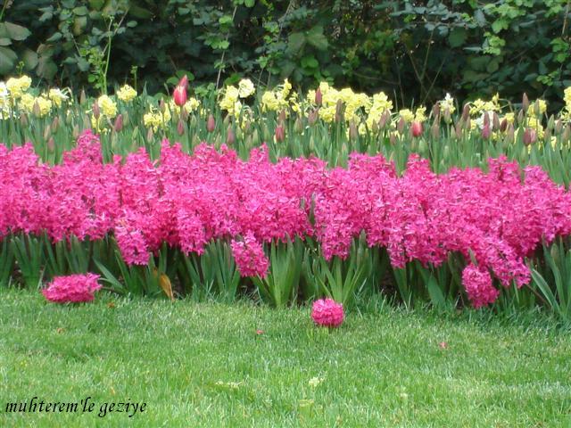 hyacinth