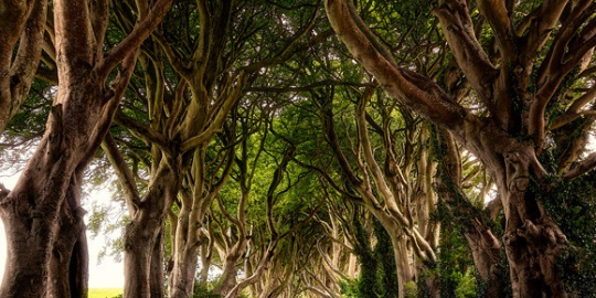 5 Terowongan Pohon Terindah di Dunia Artikel Ridhani