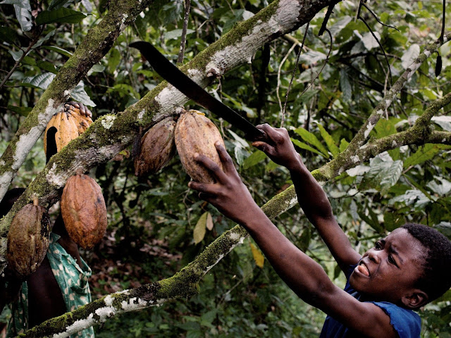 Pianta di Cacao