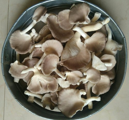 Scope of Mushroom Business in Gujarat | Mushroom business | Biobritte mushroom company