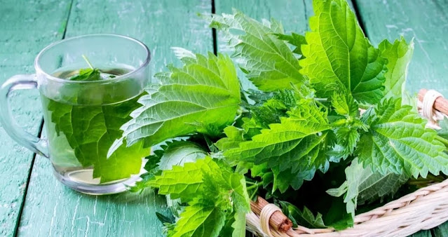 There are many benefits of nettle