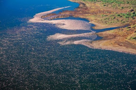 Flock of flamingos at Lake Nakuru, flamingo photos, flamingo pictures, flamingoes pics