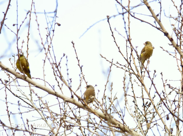 Carduelis sinica