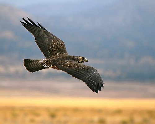 Soar