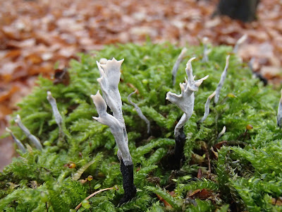 grzyby 2016, grzyby w listopadzie, grzyby nadrzewne, grzyby w okolicy Krakowa, rozszczepka pospolita Schizophyllum commune, Panellus stipticus łycznik ochrowy, próchnilec gałęzisty Xylaria hypoxylon, wrośniak różnobarwny Trametes versicolor, łycznik późny Panellus serotinus,  opieńka ciemna Armillaria ostoyae, trzęsak pomarańczowy Tremella aurantia, trzęsak mózgowaty Tremella encephala,  