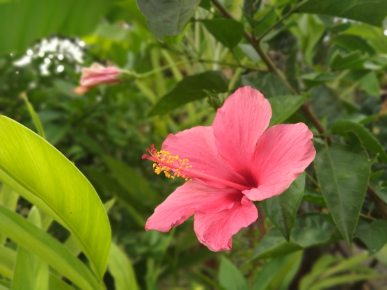 Bunga Sepatu (Hibiscus rosa-sinensis)