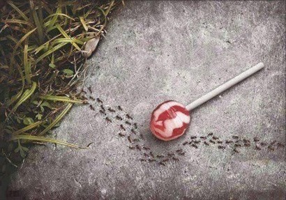 lolli_ants_aspartame