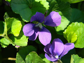 Viola odorata Wood violet spring flowers in a Riverdale ecological garden by garden muses-not another Toronto gardening blog