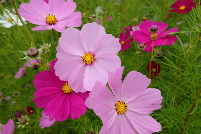 鳥取県西伯郡南部町鶴田　とっとり花回廊　秘密の花園