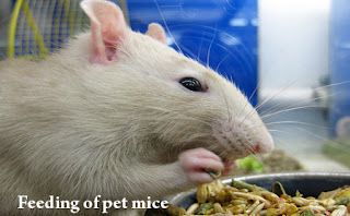 Feeding of pet mice