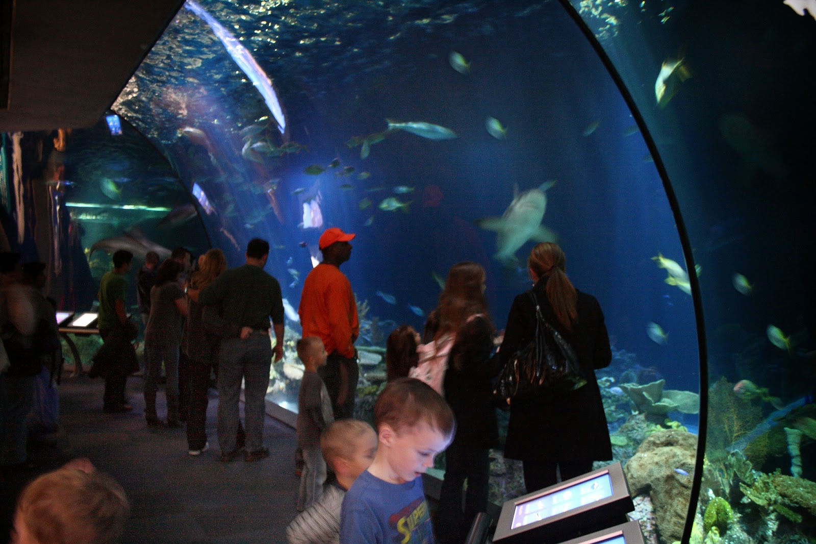 Shedd aquarium the most largest aquarium in Chicago - WilD Reef At SheDD Aquarium