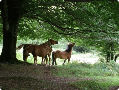 Parque Natural del Señorío de Bertiz