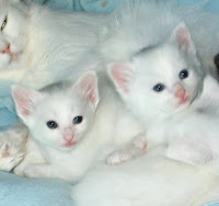 Cat Breeds, Treatments Turkish Angora ,Cat Pretty