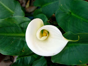 White Lily Flower (white lily flower)