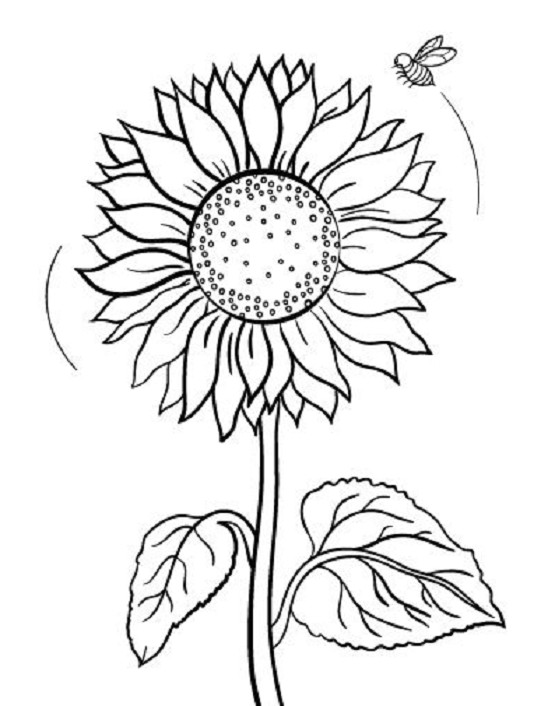 Jika sudah melihat beberapa koleksi gambar bunga melati Gambar Mewarnai Bunga Matahari Terbaru