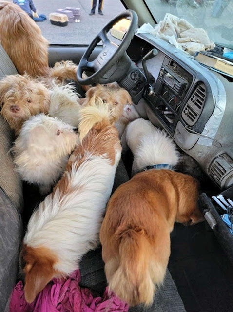 Dogs inside van packed full of dead and sick cats and dogs