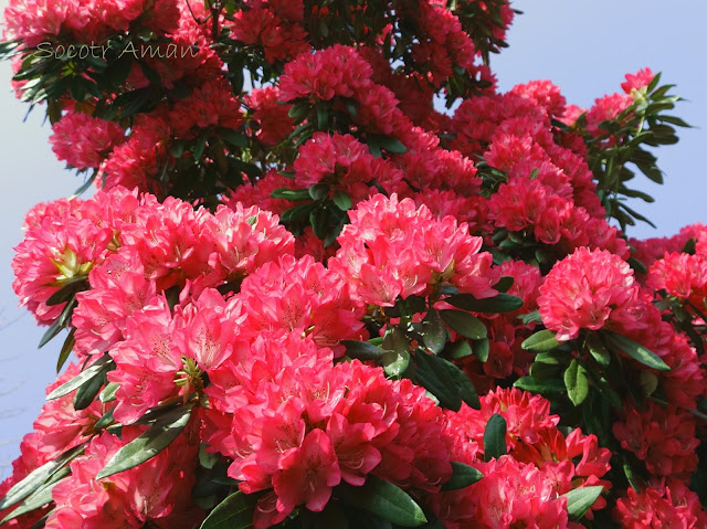 Rhododendron