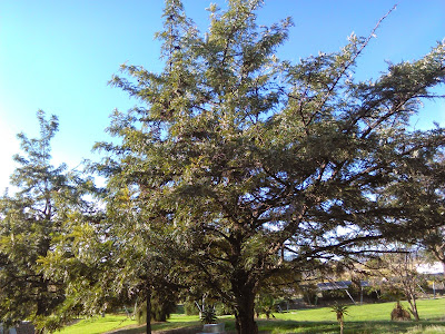 gravillea robusta