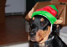 elf dog costume - turtlesandtails.blogspot.com