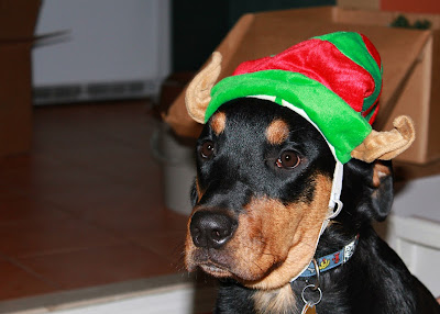 elf dog costume - turtlesandtails.blogspot.com