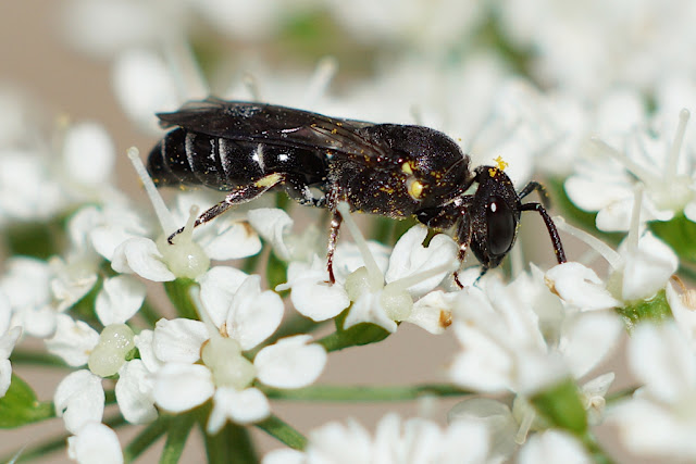 Hylaeus difformis female