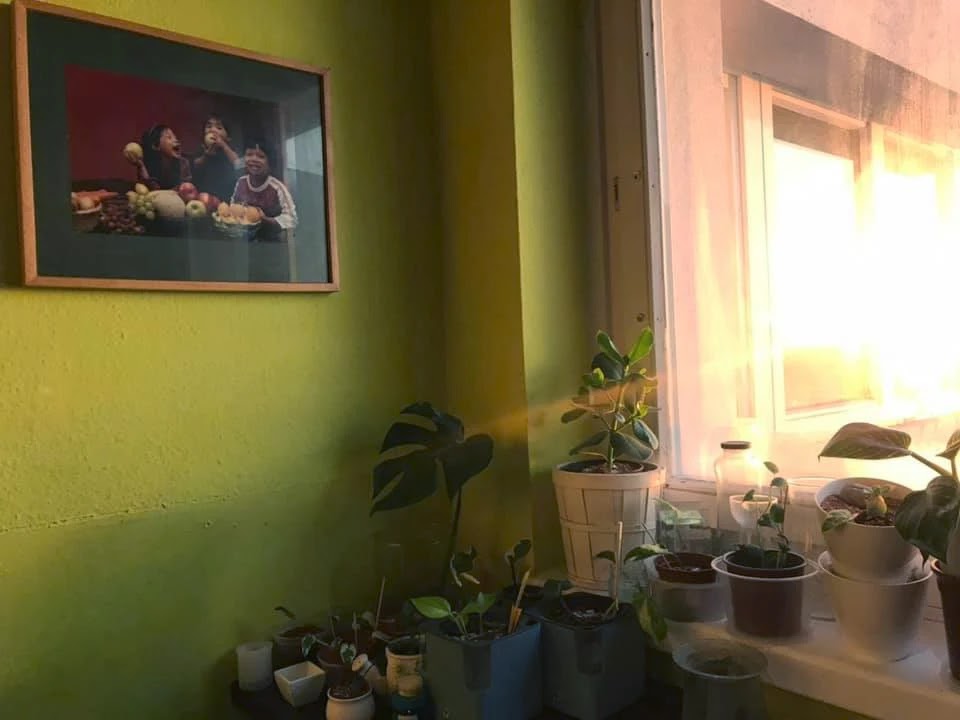 Plant Shops And Plant Delivery Services in Vienna : morning window plants