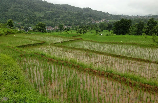 Paddy Terraced Fields on the trekking trail