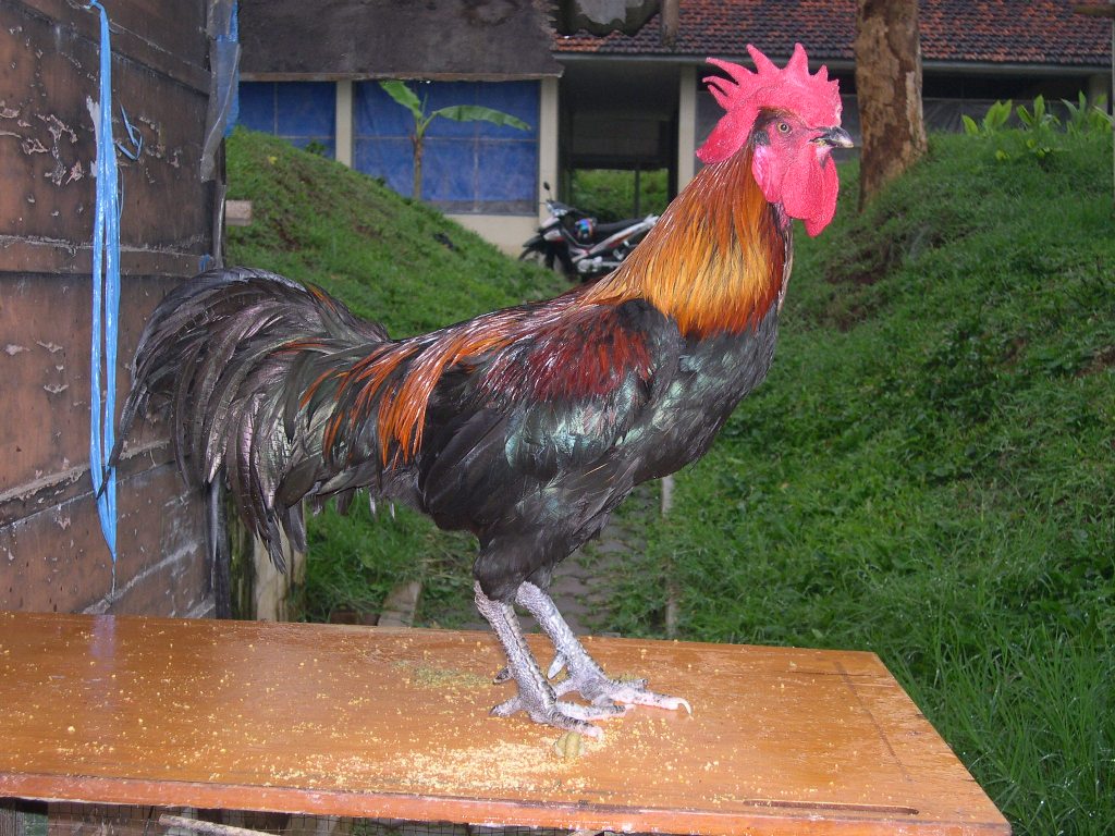 PESONA GAMBAR  AYAM  1