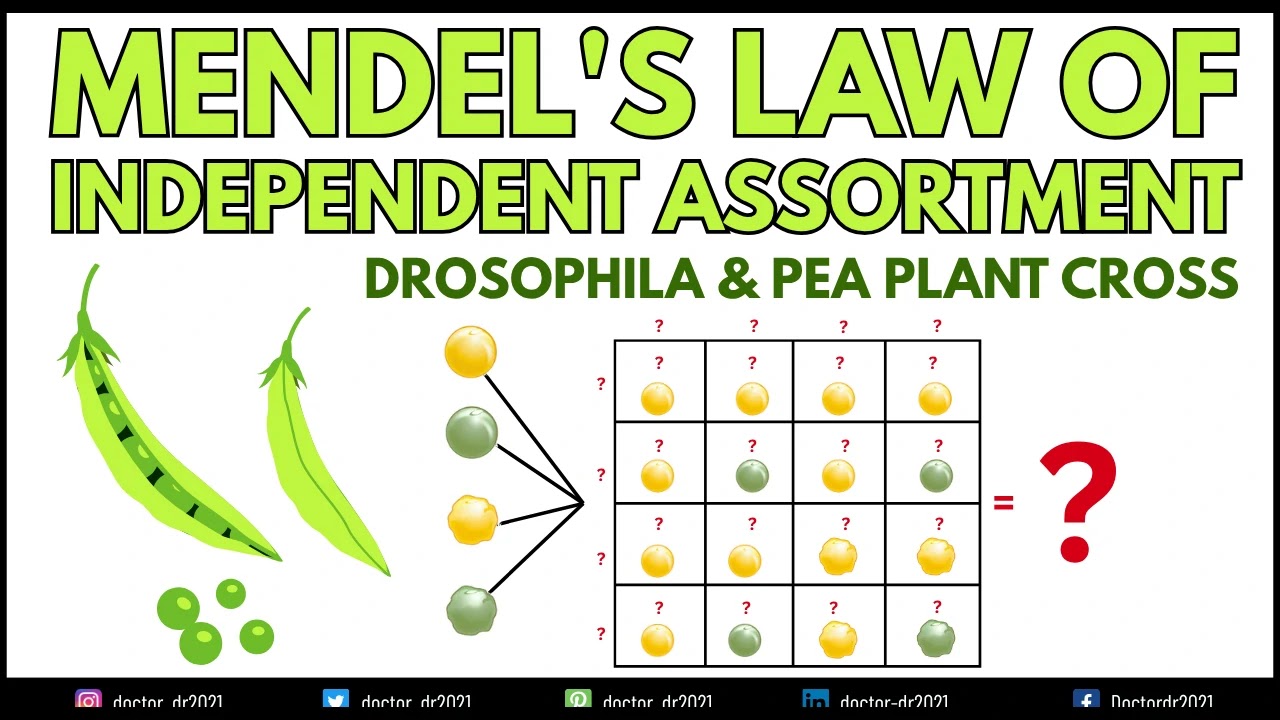 Mendel’s Law of Independent Assortment: Principle, Examples, and Limitations